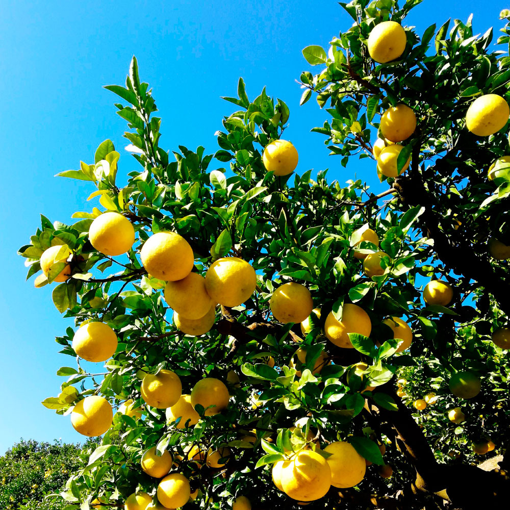 土佐文旦訳あり品（約5㎏） 