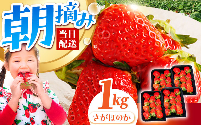 朝摘みいちご さがほのか 1kg（250g×4パック）【むらおか農園】 [HAF024] / いちご 苺 イチゴ 果物