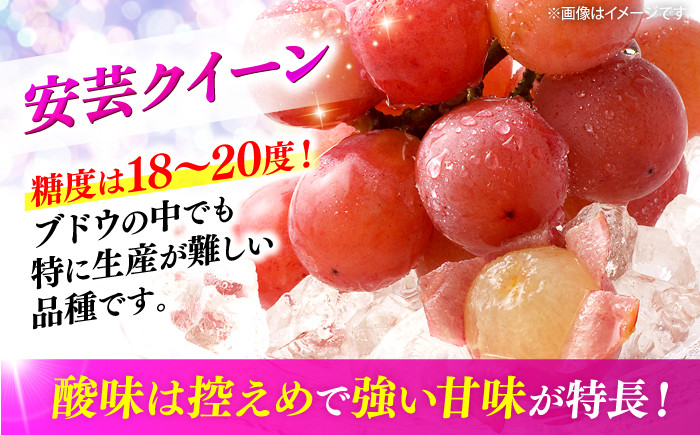 ピオーネ ぶどう ピオーネ ギフト フルーツ 果物 ブドウ 葡萄 マスカット