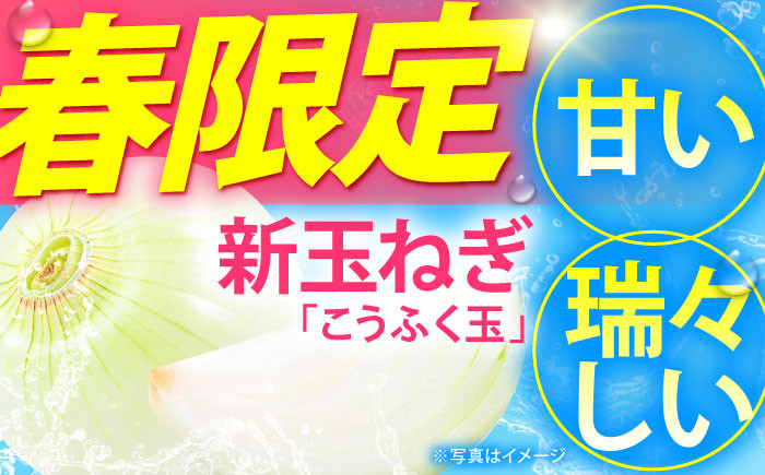 佐賀県江北町産 新玉ねぎ 10kg【こうふく農園】玉ねぎ たまねぎ 野菜 佐賀県産玉ねぎ 早生 産地直送 たまねぎ 