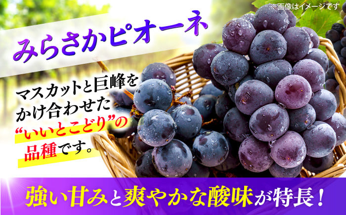 ピオーネ ぶどう ピオーネ ギフト フルーツ 果物 ブドウ 葡萄 マスカット
