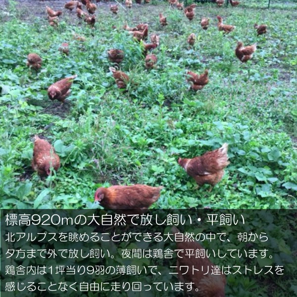 信州小川村　有機飼料を食べて育った、栄養たっぷりの朝採れ卵を当日出荷