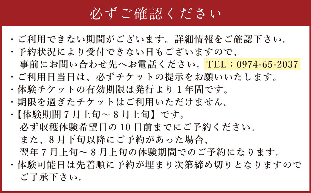 竹田市菅生のスイートコーン!その場でガブリ!収穫体験~お1人様5本持ち帰れる!~(1チケット15名様チケット)