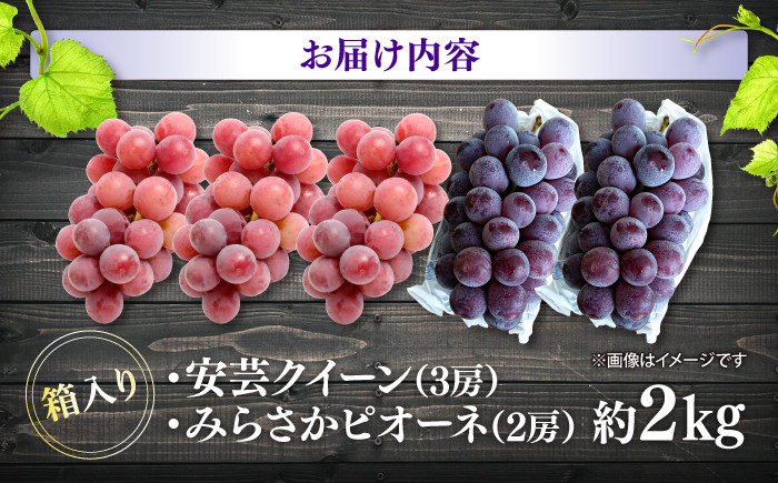 ピオーネ ぶどう ピオーネ ギフト フルーツ 果物 ブドウ 葡萄 マスカット