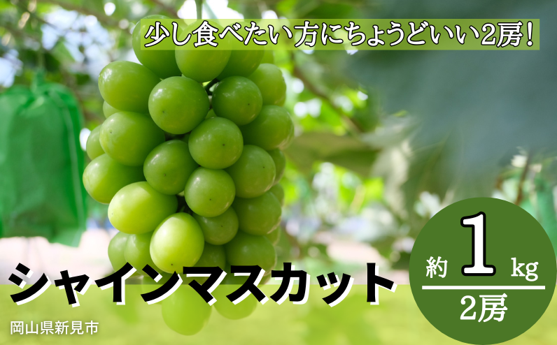 種がなく皮ごと食べることができる人気のシャインマスカット。1kg（2房）をお届けします。