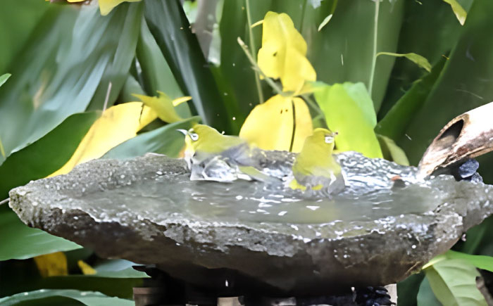 伝統石材 来待石 工芸品 庭 石 バードバス 鳥 島根 松江 癒し おすすめ