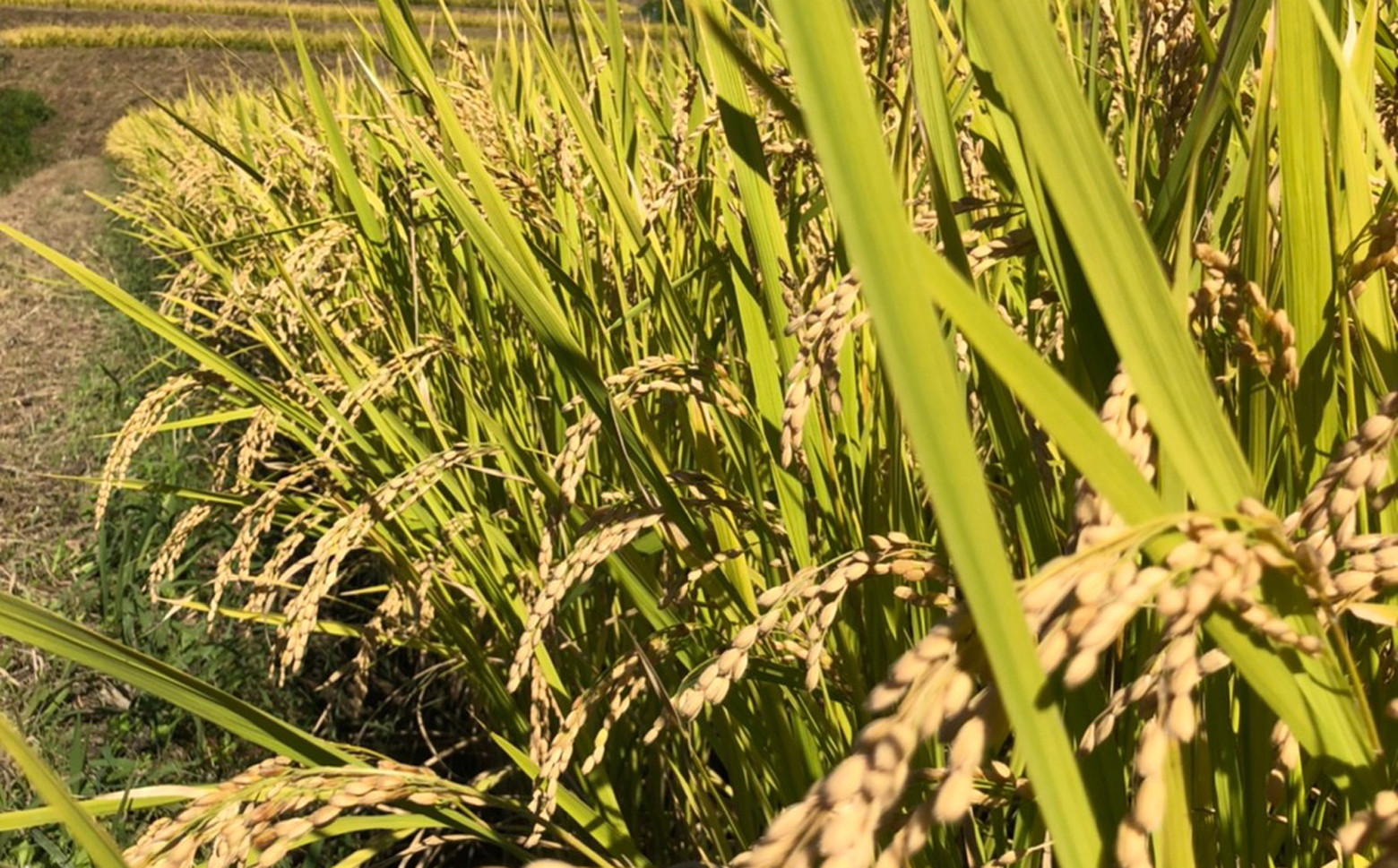 農薬・化学肥料の使用を控えて、一般的な使用量より1/2以上削減しています。