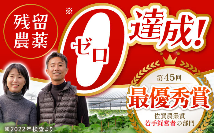いちご イチゴ 苺 朝摘み 贈答 贈り物 プレゼント ギフト 農家直送 産地直送 果物 フルーツ 佐賀 佐賀県産