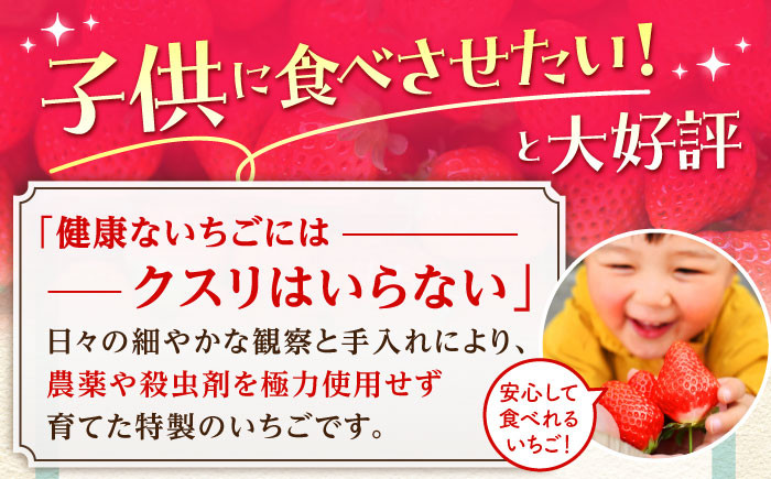 いちご イチゴ 苺 朝摘み 贈答 贈り物 プレゼント ギフト 農家直送 産地直送 果物 フルーツ 佐賀 佐賀県産