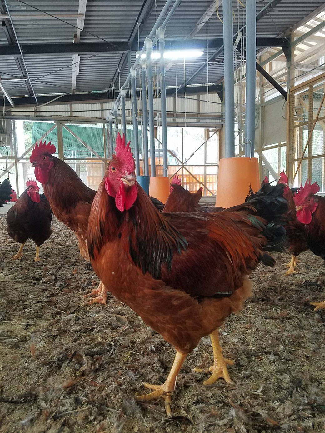 熊本 天草大王 大手羽12本 (3本×4)