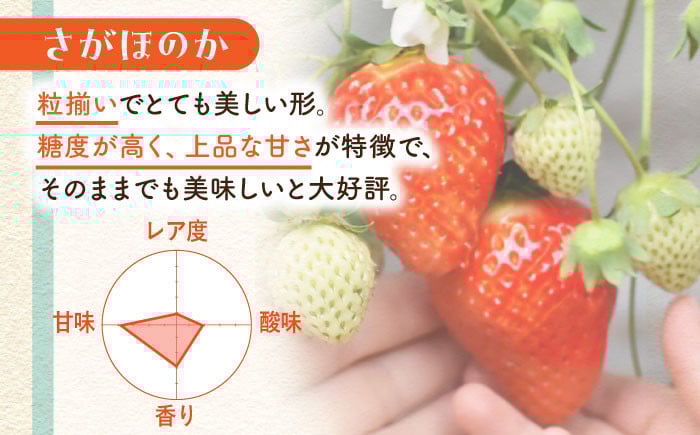 いちご イチゴ 苺 朝摘み 贈答 贈り物 プレゼント ギフト 農家直送 産地直送 果物 フルーツ 佐賀 佐賀県産
