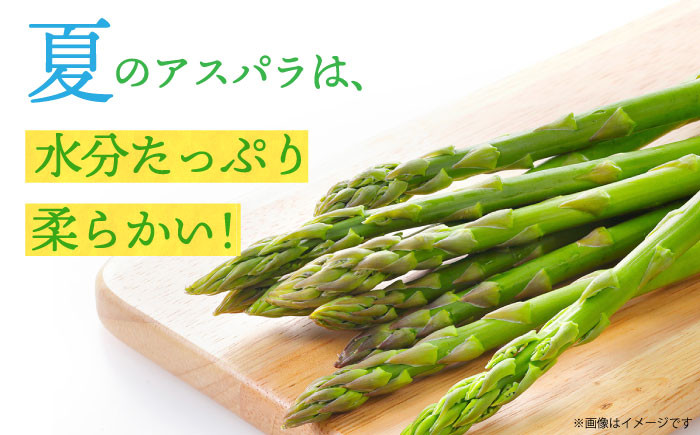 アスパラガス ( 夏芽 ) 約1kg