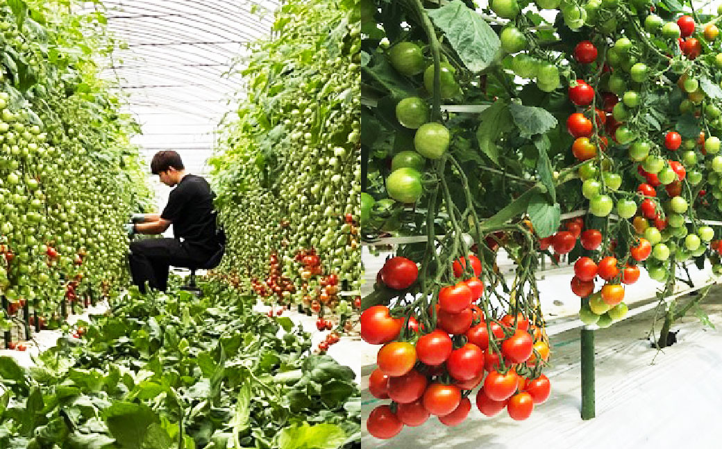 かわいいミニトマト収穫体験