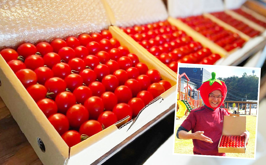 かわいいミニトマト収穫体験