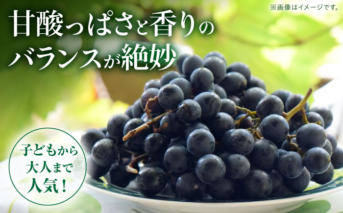 ベリーA ぶどう 葡萄 シャイン ブドウ 果実 くだもの 果物 フルーツ ぶどう