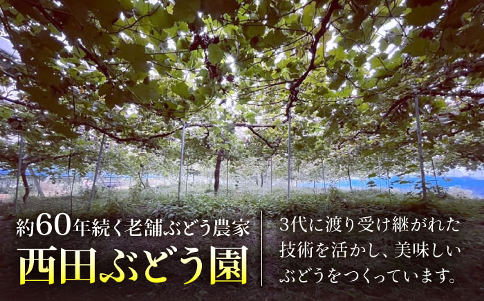 ベリーA ぶどう 葡萄 シャイン ブドウ 果実 くだもの 果物 フルーツ ぶどう