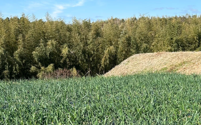 季節限定『新玉ねぎ』5kg 玉ねぎ 玉葱 サラダ 新玉 新鮮 野菜