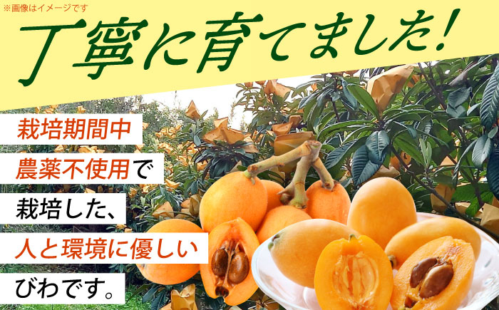 びわ 12粒 Mサイズ
