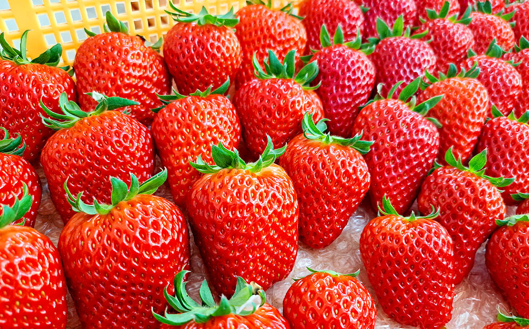 紅ほっぺ 1箱 2パック（合計540g以上）