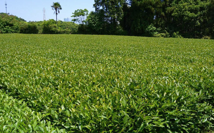 武雄産茶 ティーバッグ 3種セット（緑茶・紅茶・レモングラス入り紅茶）/株式会社 y’s company（utsu和ya） [U