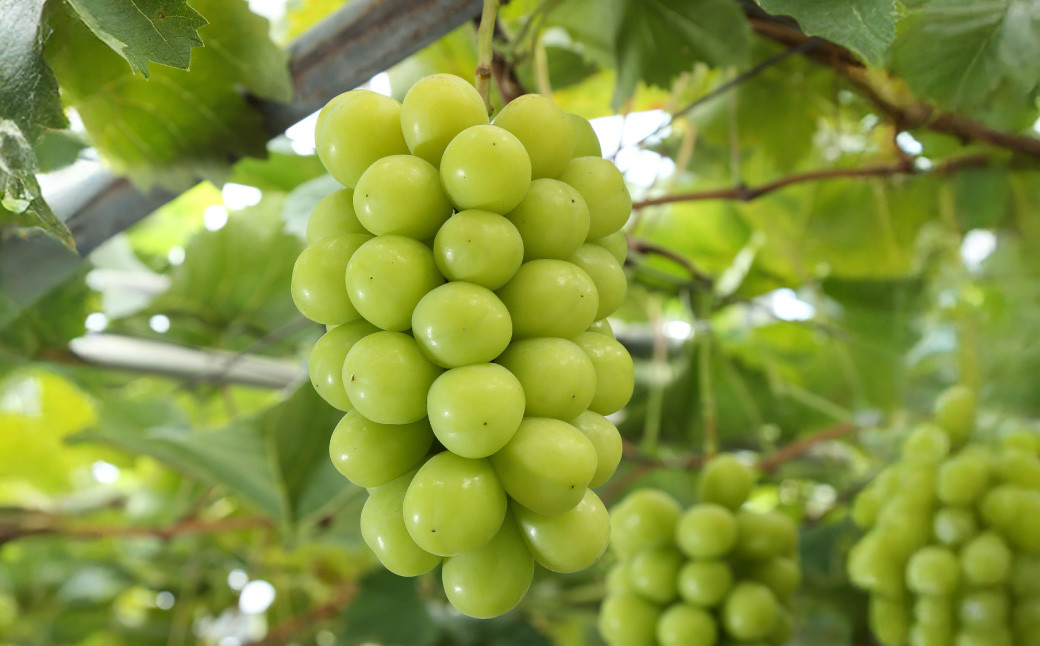 岡山県産 シャインマスカット『晴王』 1房 （700g以上） 化粧箱入り