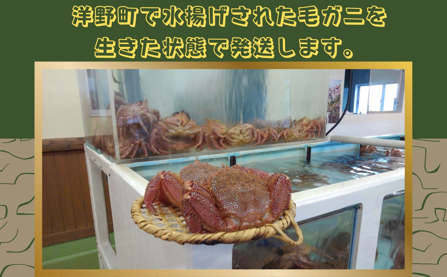 海草が豊富な三陸の海で育った新鮮な毛ガニを生きたまま発送します