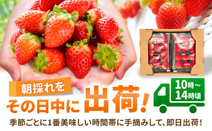 佐賀県産 いちごさん 計1kg以上(約250g×4P)いちご イチゴ 苺