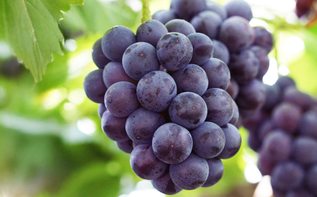 岡山県産 ぶどう詰合 ニューピオーネ 1房・シャインマスカット 晴王 1房 （各480g以上） 化粧箱入り 