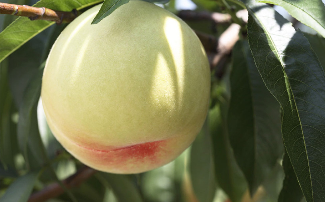 岡山県産 旬の白桃 6玉 （計1.6kg以上）