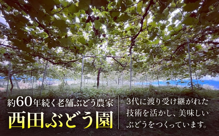 シャインマスカット ぶどう シャイン ブドウ 果実 くだもの 果物 フルーツ