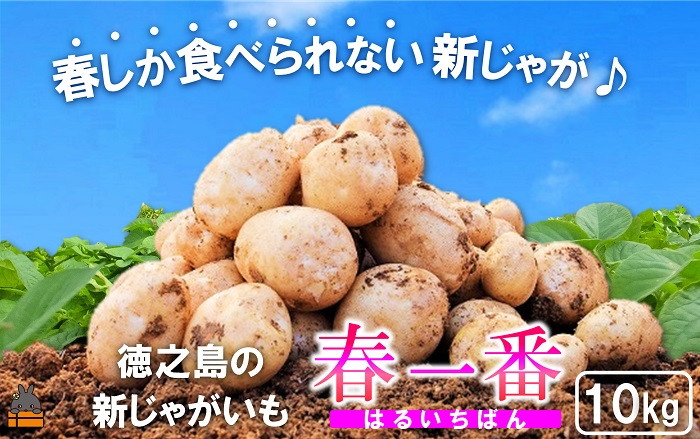春しか食べられない、徳之島の新じゃがいも「春一番」！！
