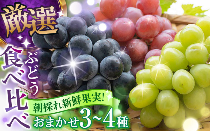 シャインマスカット ぶどう 旬 フルーツ マスカット 果物 日田市 産地直送 ギフト 贈り物 期間限定 おまかせ 食べ比べ