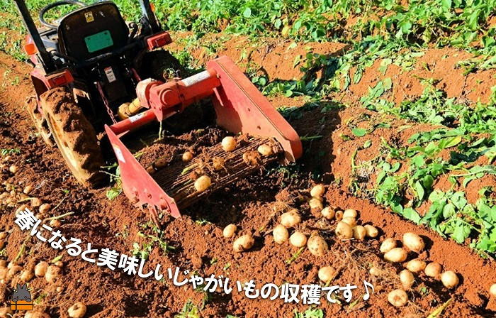 鹿児島県徳之島では春になると美味しいじゃがいもが収穫できます！