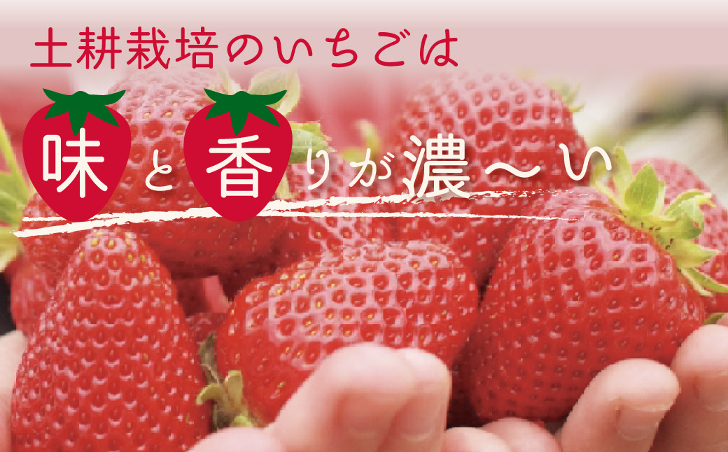 こだわりの土耕栽培で育てた味と香りが濃い苺「やよいひめ」を朝採れの新鮮なままお届け