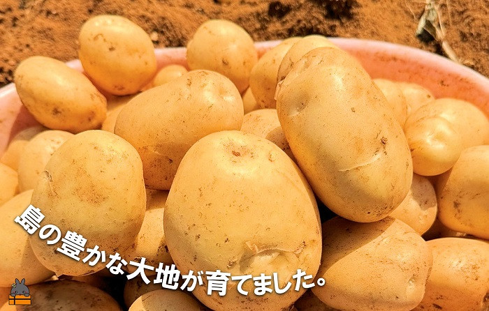 世界自然遺産の島で元気に育ちました！ホクホクでほんのり甘～い新じゃがいもです♪