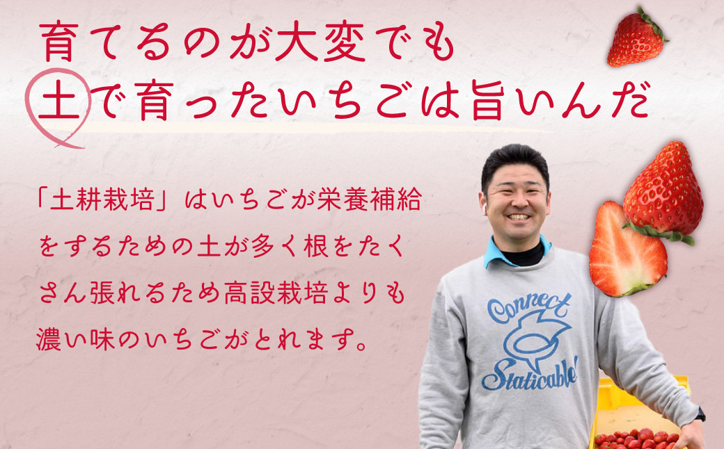 こだわりの土耕栽培で育てた味と香りが濃い苺「やよいひめ」を朝採れの新鮮なままお届け