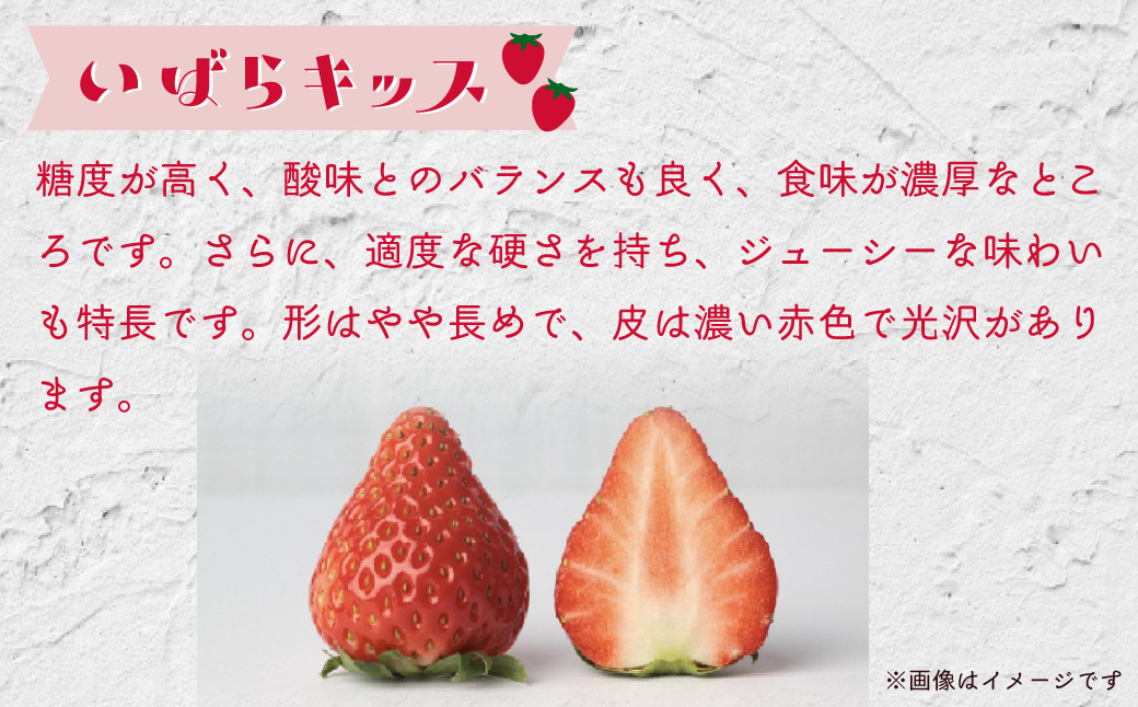 こだわりの土耕栽培で育てた味と香りが濃い苺「いばらキッス」を朝採れの新鮮なままお届け