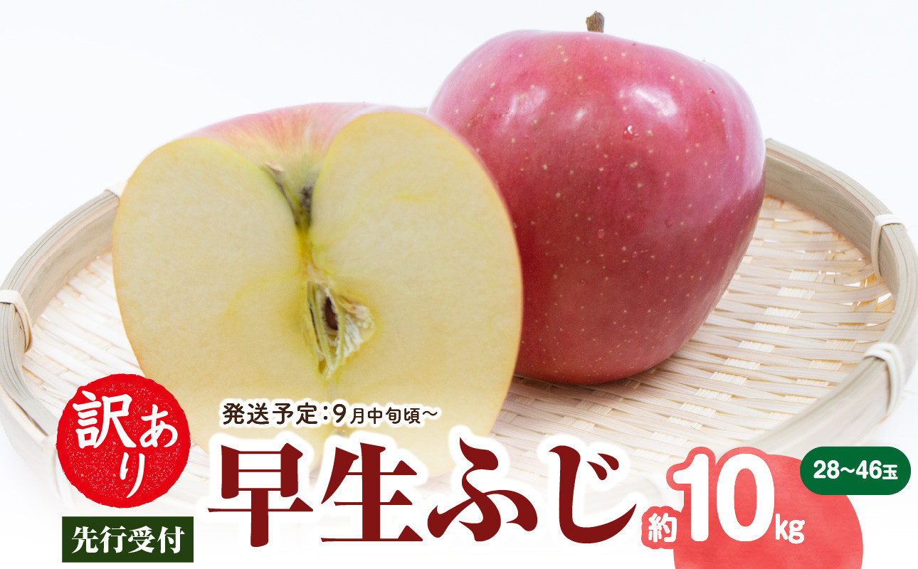 《先行受付》 訳あり 早生ふじ約10kg（28～46玉）【2026年9月中旬～発送予定】【山形りんご・りんご専科 清野】