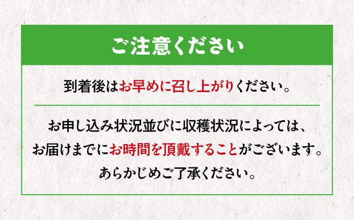 キウイ フルーツ 愛媛県産 かき氷 果物 スムージー おやつ ジュース キウイフルーツ 手作りスイーツ デザート 手作りお菓子
