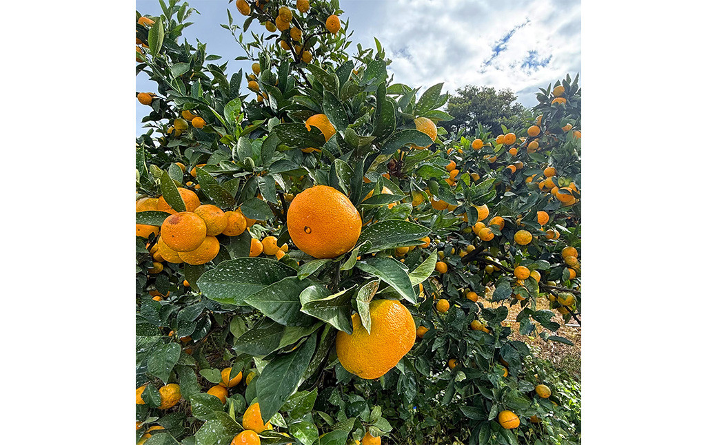 河内ブランドみかん