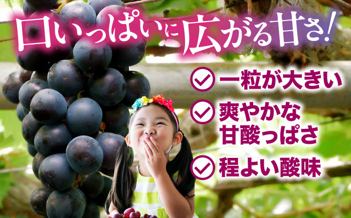 葡萄 ぶどう ブドウ グレープ ピオーネ ニューピオーネ 種無し  国産 産地直送 2kg 先行予約 贈答  プレゼント ギフト