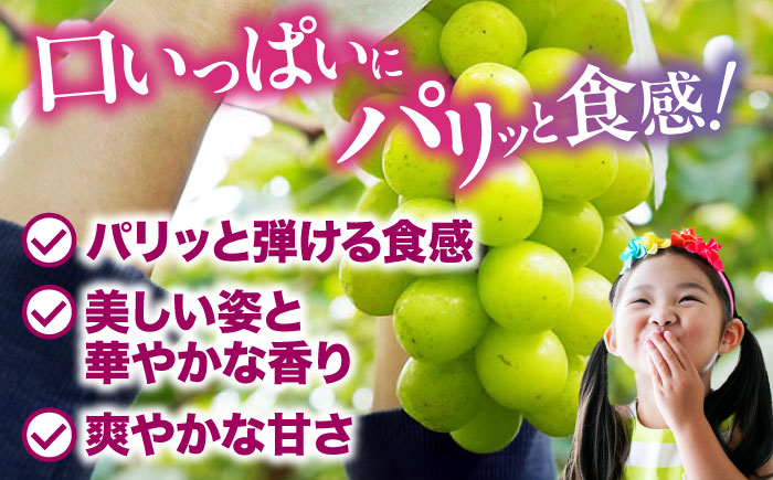 果物 くだもの フルーツ  葡萄 ぶどう ブドウ グレープ シャインマスカット マスカット 新鮮 朝採り 朝採れ 種無し 