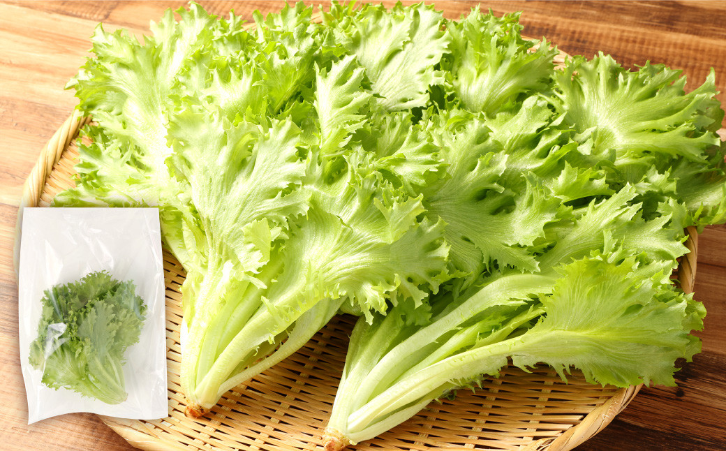 フリルレタス 10袋セット
