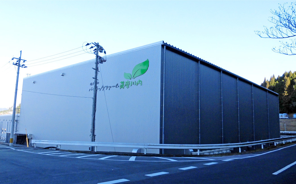 フリルレタス 10袋セット