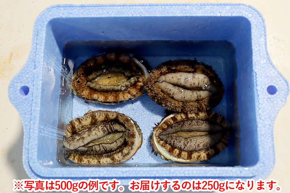 発泡スチロール箱に海水を入れて冷蔵配送にてお届けいたします