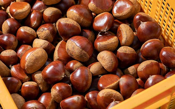 流通している多くの栗は、くん蒸による殺虫処理が行われますが、無くん蒸栗は、栗本来の甘さと風味がお楽しみいただけます。