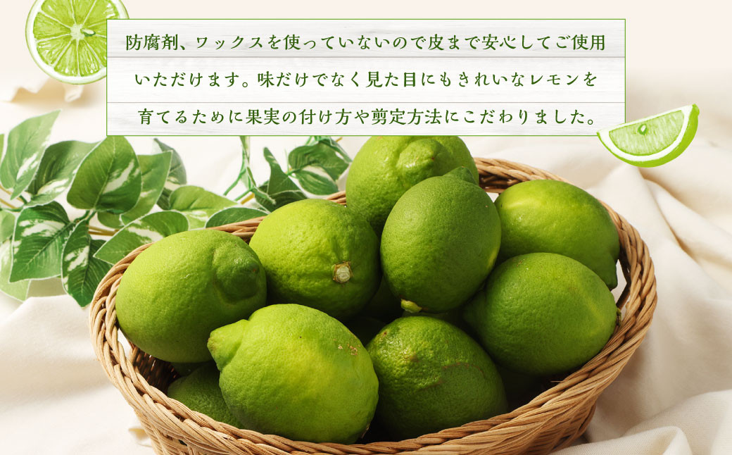 国産グリーンレモン 3kg｜  フルーツ 果物 柑橘 グリーンレモン レモン れもん 檸檬 国産 静岡県 菊川市