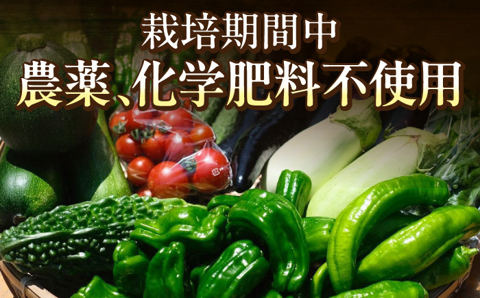 旬のお野菜 ボックス 栽培期間中化学肥料・農薬不使用 やさい 季節の野菜