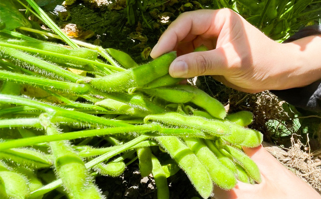 枝豆 湯あがり娘 約2kg ｜ 野菜 豆 えだまめ おつまみ おやつ 旬 旬の野菜 国産 小分け 個包装 静岡県 菊川市