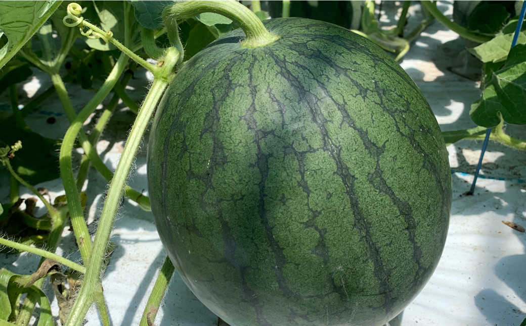 黒小玉BonBonリッチ